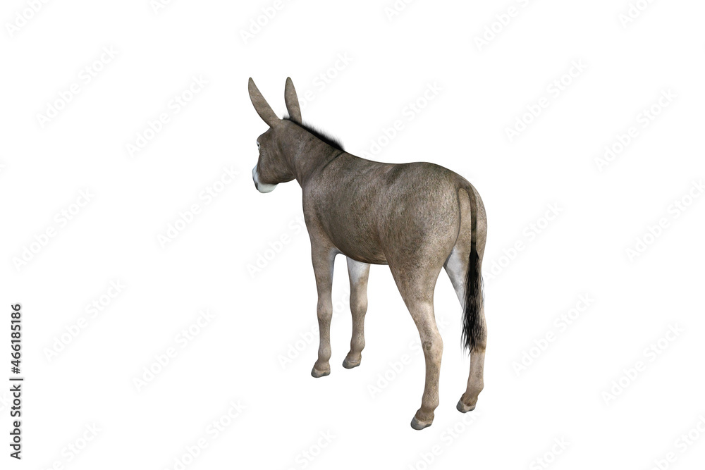 Photo-realistic illustration of the donkey with different poses and angles. 3D rendering illustration. Photo-realistic illustration of the donkey with different poses and angles. 3D rendering illustration.