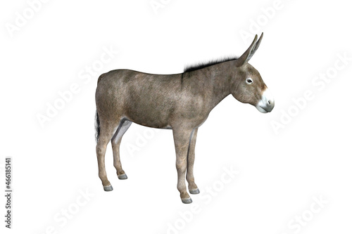 Photo-realistic illustration of the donkey with different poses and angles. 3D rendering illustration.