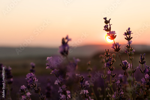 A bush of blooming lavender on the setting sun against a pink sky with a place for text