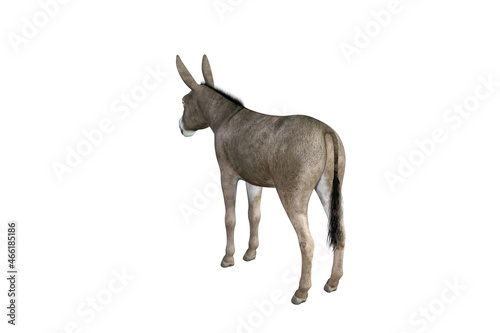 Photo-realistic illustration of the donkey with different poses and angles. 3D rendering illustration.