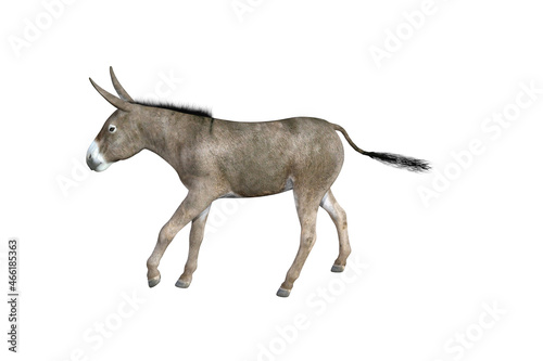 Photo-realistic illustration of the donkey with different poses and angles. 3D rendering illustration. © W.S. Coda