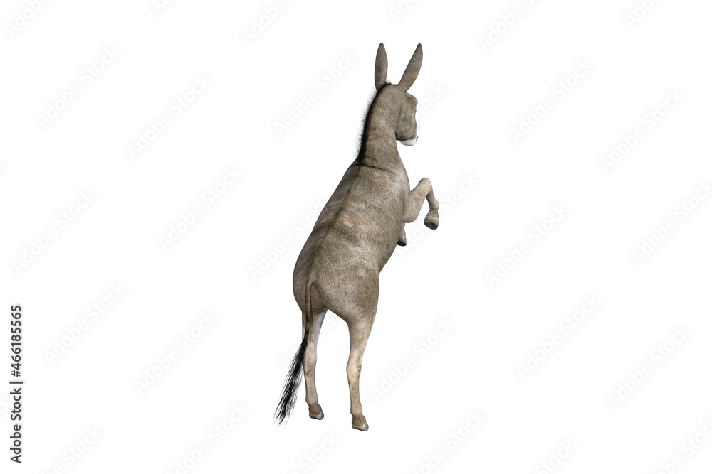 Photo-realistic illustration of the donkey with different poses and angles. 3D rendering illustration. Photo-realistic illustration of the donkey with different poses and angles. 3D rendering illustration.