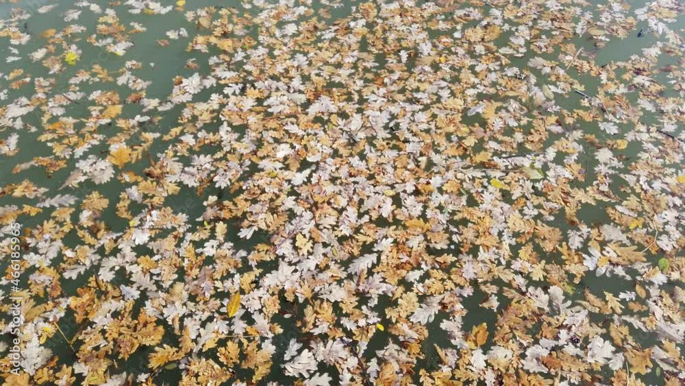 Fallen leaves on the water, near the river shore. Close up view. Fallen leaves on the water, near the river shore. Close up view.