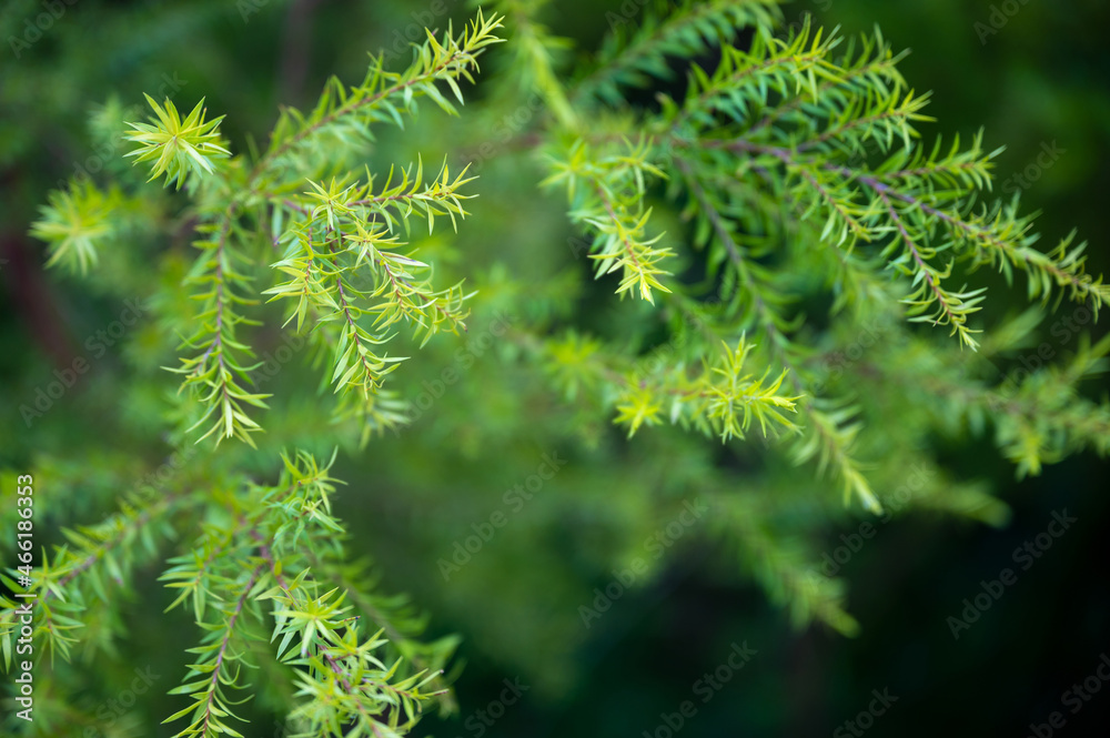 Small green leaves pattern with natural background and wallpaper (blurred background, selective soft focus) Small green leaves pattern with natural background and wallpaper (blurred background, selective soft focus)