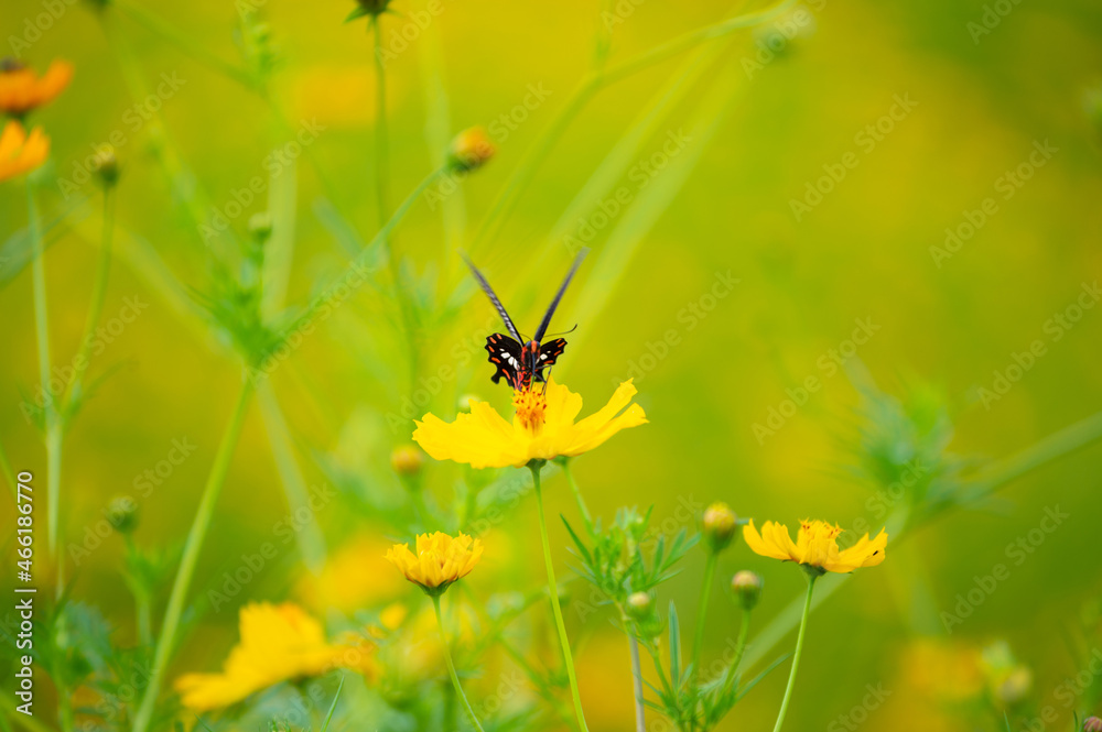 Sulfur Cosmos or Yellow Cosmos flower blooming in the field. Plant with colorful petals and green leaves on natural blurred background, selective soft focus Sulfur Cosmos or Yellow Cosmos flower blooming in the field. Plant with colorful petals and green leaves on natural blurred background, selective soft focus