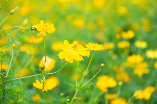 Fototapeta Naklejka Na Ścianę i Meble -  Sulfur Cosmos or Yellow Cosmos flower blooming in the field. Plant with colorful petals and green leaves on natural blurred background, selective soft focus