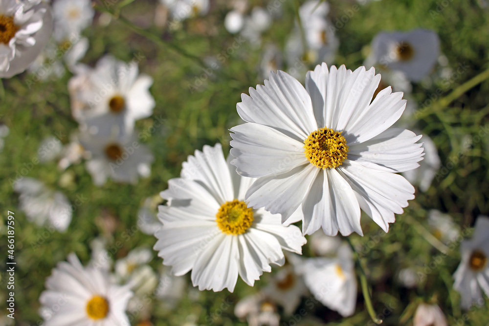 Fototapeta premium White cosmos flowers