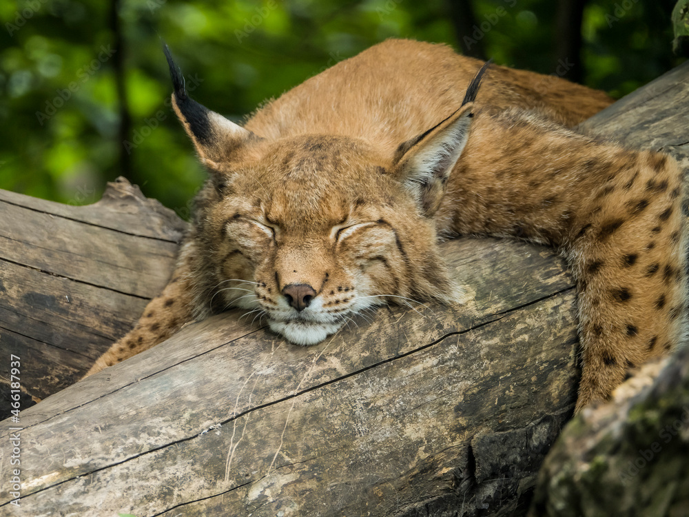 Obraz premium Schlafender Luchs auf einem Baumstamm