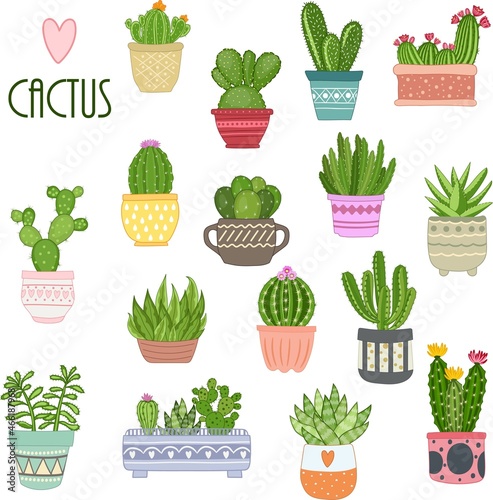 Cactus plant. Cactus in a pot. Decorative flowers. Isolated on a white background.