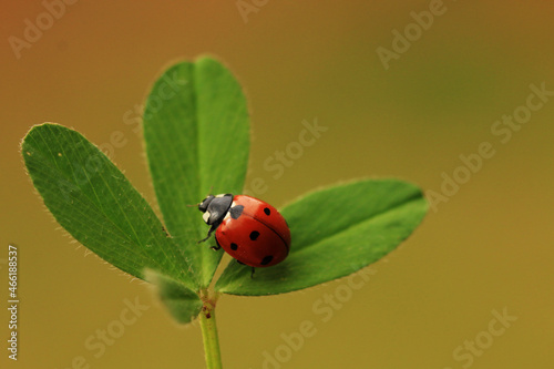 Ladybug, ladybird on a green shamrock with green or pink background, selective focus.