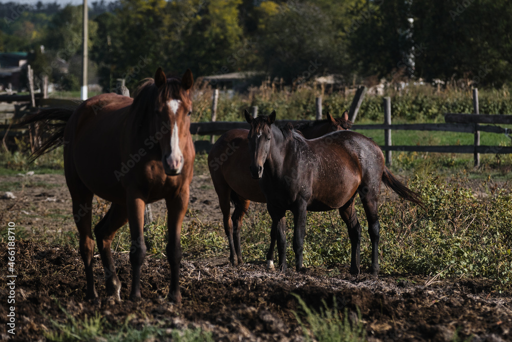 Country life in fresh air and horse farm with thoroughbred stallions. Brown horse with white spot on its head stands and looks carefully ahead. Two horses behind together. Cattle grazing. Country life in fresh air and horse farm with thoroughbred stallions. Brown horse with white spot on its head stands and looks carefully ahead. Two horses behind together. Cattle grazing.