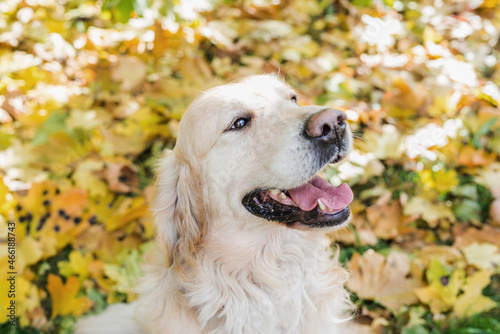  a retriever among yellow autumn leaves.