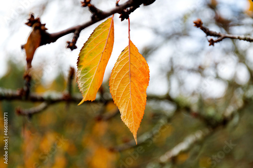 Autumn forest background. Vibrant color tree, red orange foliage in fall park.