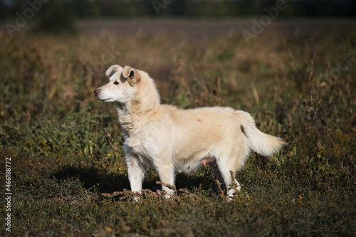 Little white dog mongrel girl walks in fresh air among yellow green tall grass. Mixed breed dog with funny face and protruding ears. Pet stands and looks attentively into the distance. © Ekaterina