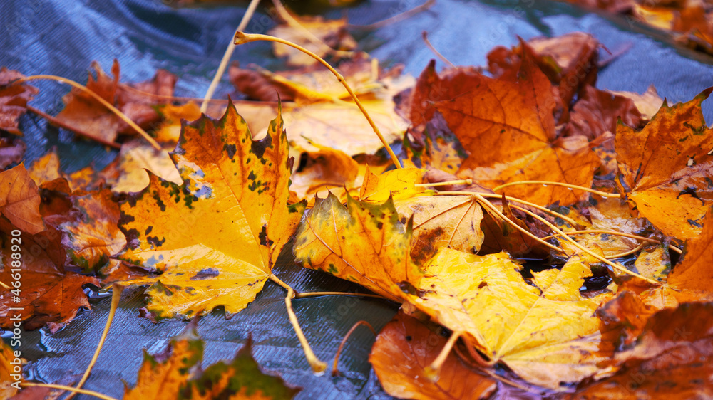 Herbstblätter in tollen Farben Herbstblätter in tollen Farben