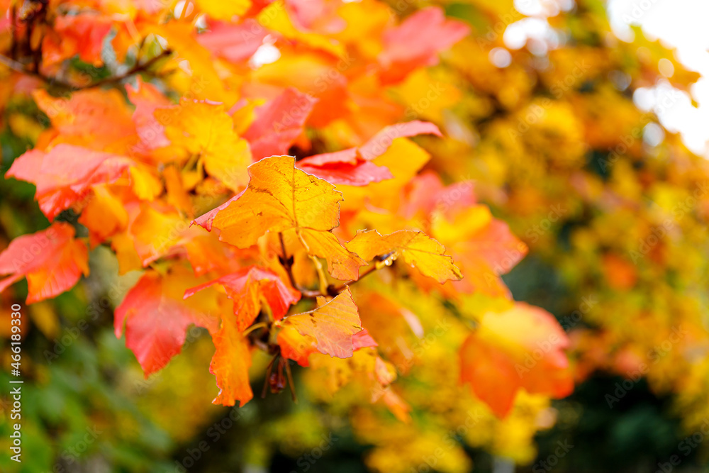 Fototapeta premium Autumn forest background. Vibrant color tree, red orange foliage in fall park.