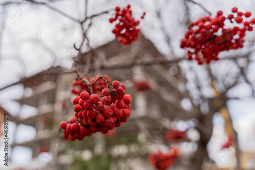 Red rowan berries after frost sweet on the background of a green Christmas tree in the city