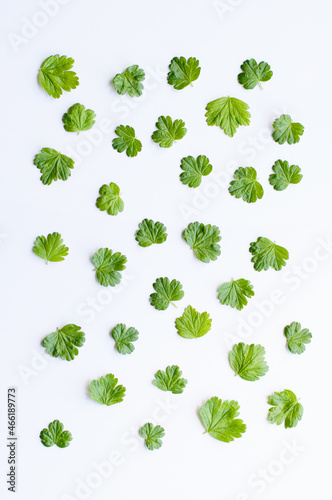 green small leaves spread out on a white background