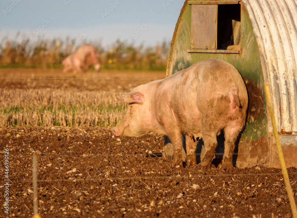 landrace pig in a free range pen, Wiltshire UK landrace pig in a free range pen, Wiltshire UK