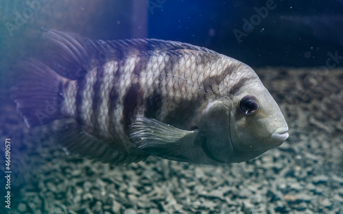Fish with black stripes. Big beautiful fish underwater. Pets in the aquarium. Large fins, tail and scales. Cichlid in its natural habitat. Beautiful dark blurred background.  photo