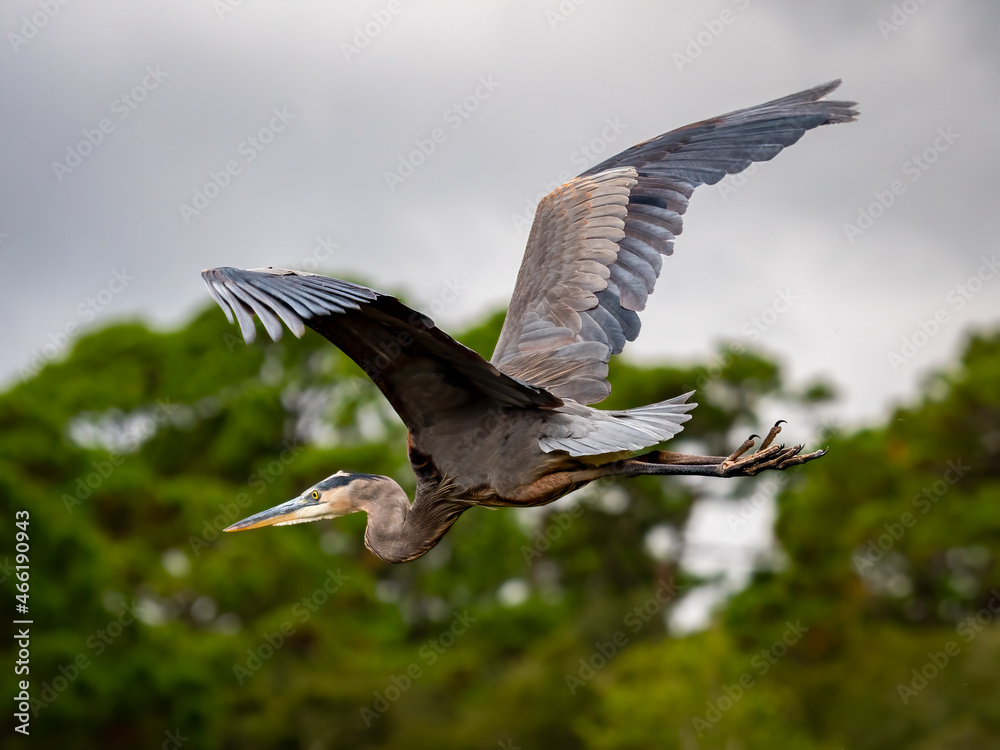 Obraz premium great blue heron flying through the trees