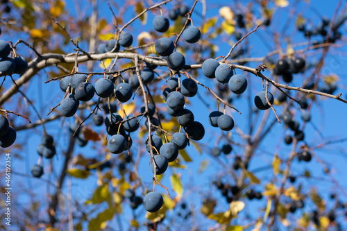 Ripe mature dark blue berries of blackthorne bush in autumn season time in garden, farming and cultivation of berry trees.
