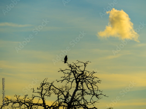 Raven on the top of bare tree, lone cloud in blue evening sky