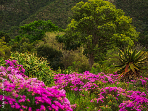 Fototapeta Naklejka Na Ścianę i Meble -  Colourful flowers in Kirstenbosch botanical on a a spring day