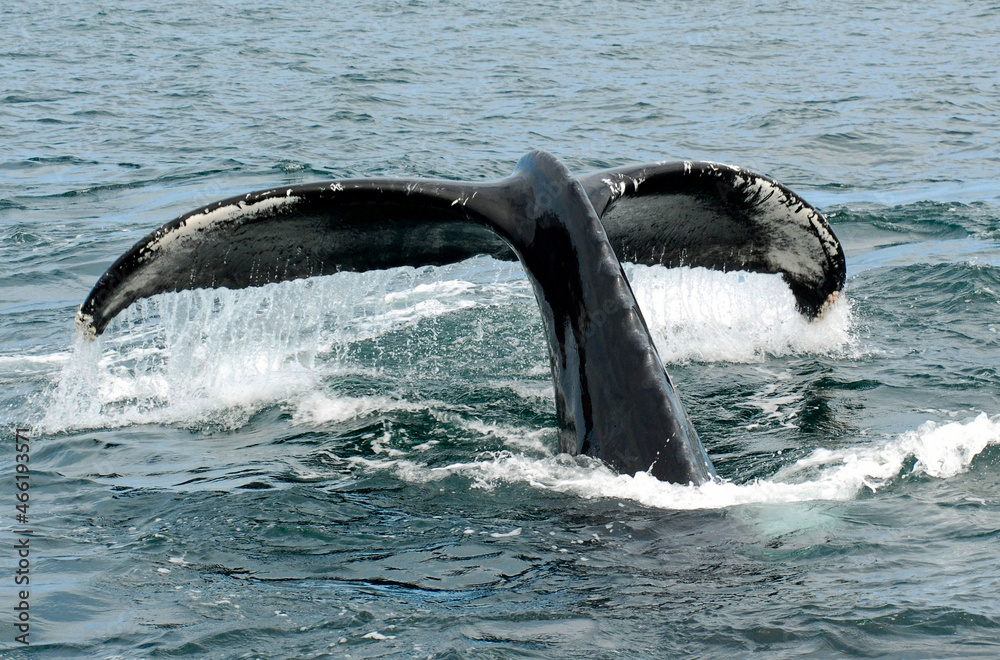 Obraz premium Flukes of a Diving Humpback Whale in the Santa Barbara Channel, California
