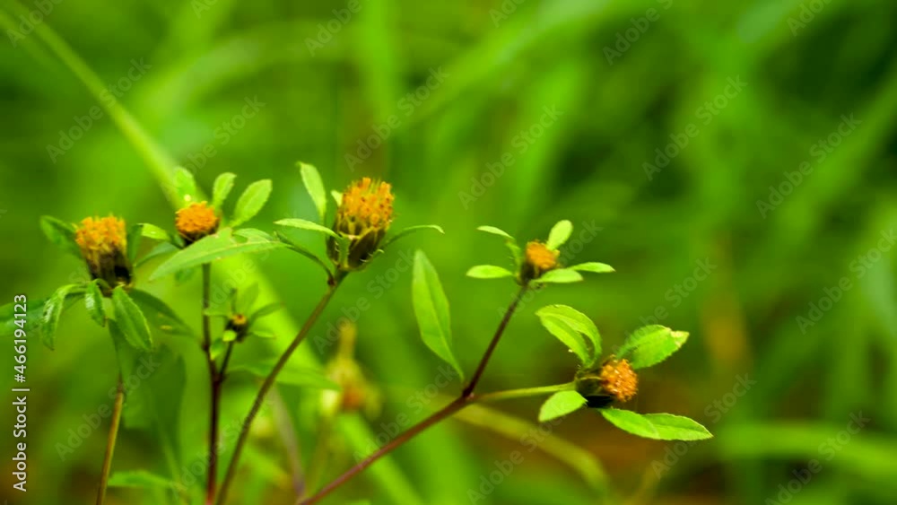 Bidens tripartita on the green grass background. Medicinal plant. Static camera video, wind motion. High quality 4k footage Bidens tripartita on the green grass background. Medicinal plant. Static camera video, wind motion. High quality 4k footage