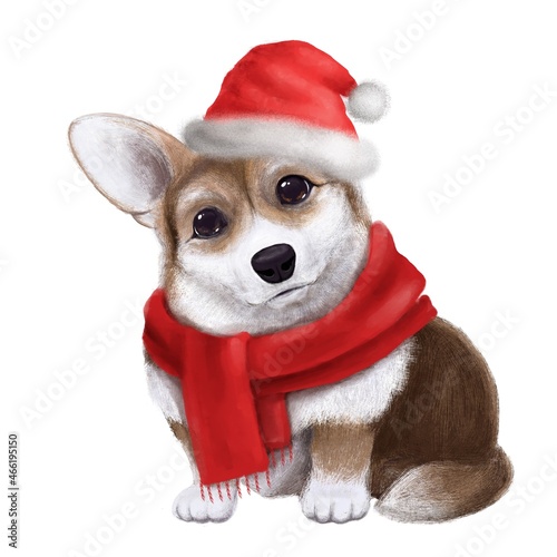 cute corgi in Santa Claus hat, watercolor style illustration, holiday clipart, dog portrait © MiriShagal