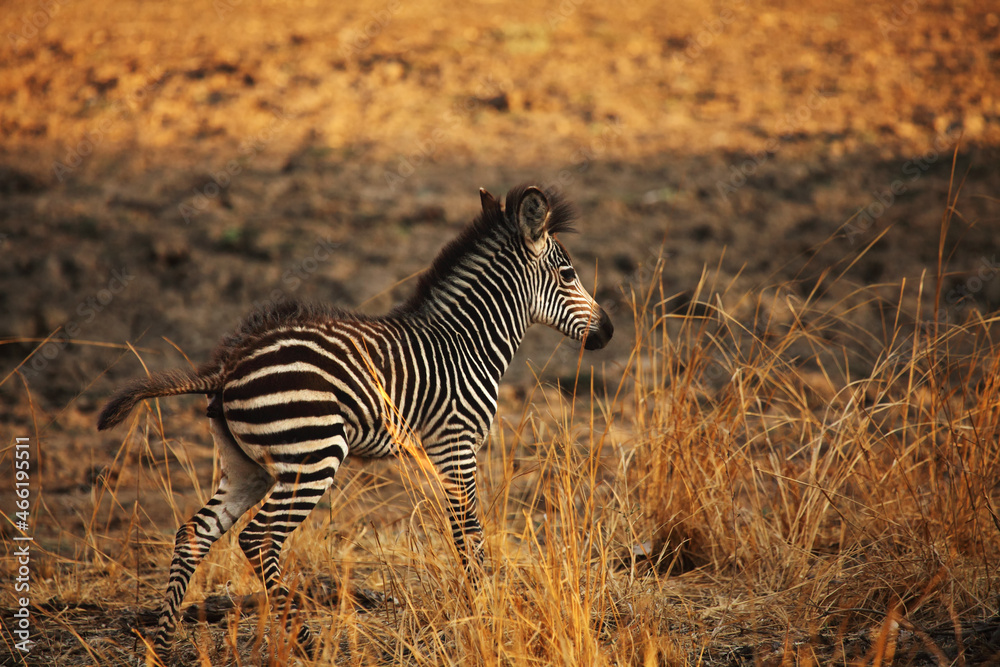 Obraz premium A Mountain Zebra (Equus zebra) baby on the dry grass with brown background.