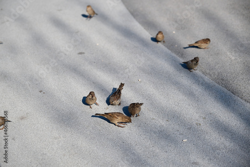Cuadro en lienzo little sparrows peck grains on the asphalt
