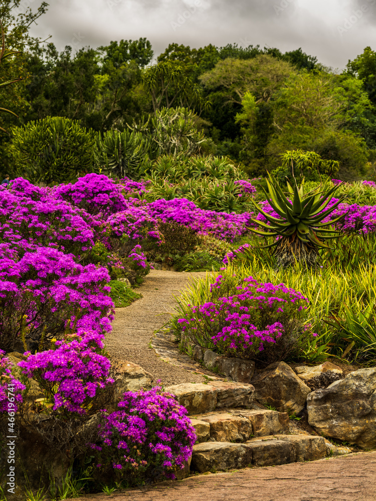Fototapeta premium Flowers and stone pathway in kirstenbosch garden in Cape Town