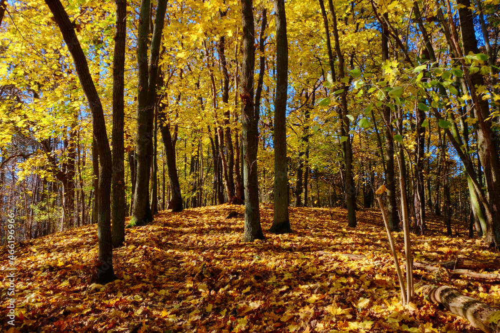 Autumn forest, leaves, yellow, orange, sun