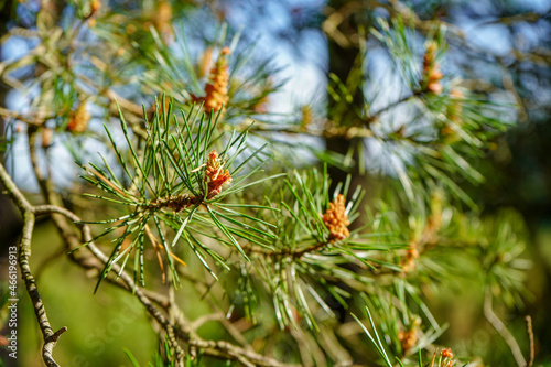 Close up of pine tree flowers
