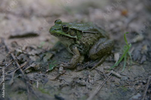 Frog of Northern Delaware.
