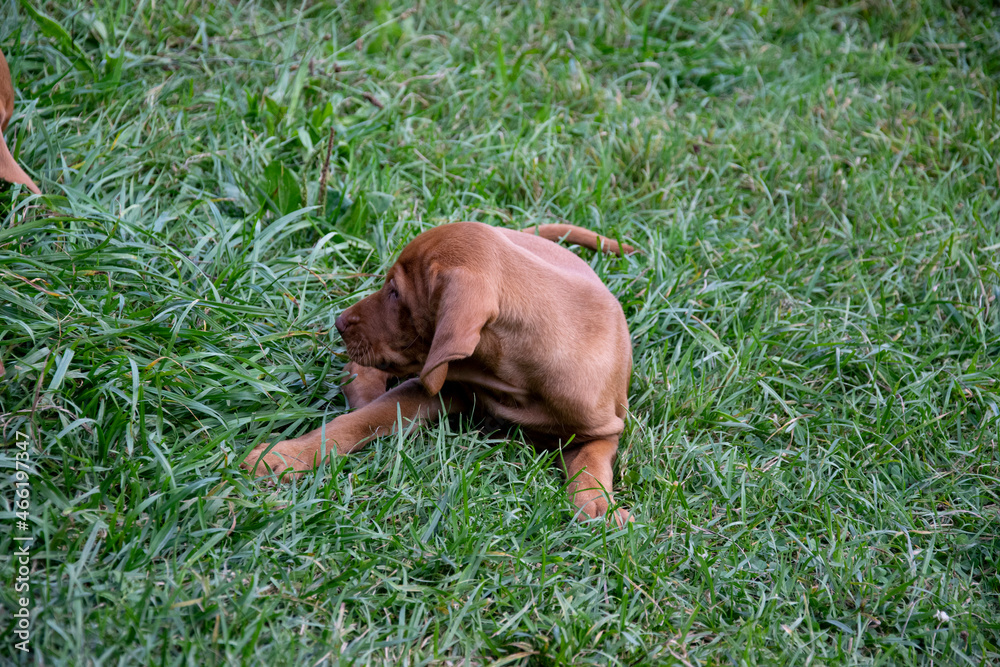 dog in grass