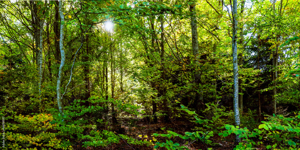 Panorama of a picturesque forest of fresh green deciduous trees with the casting sun through the rays of light. 