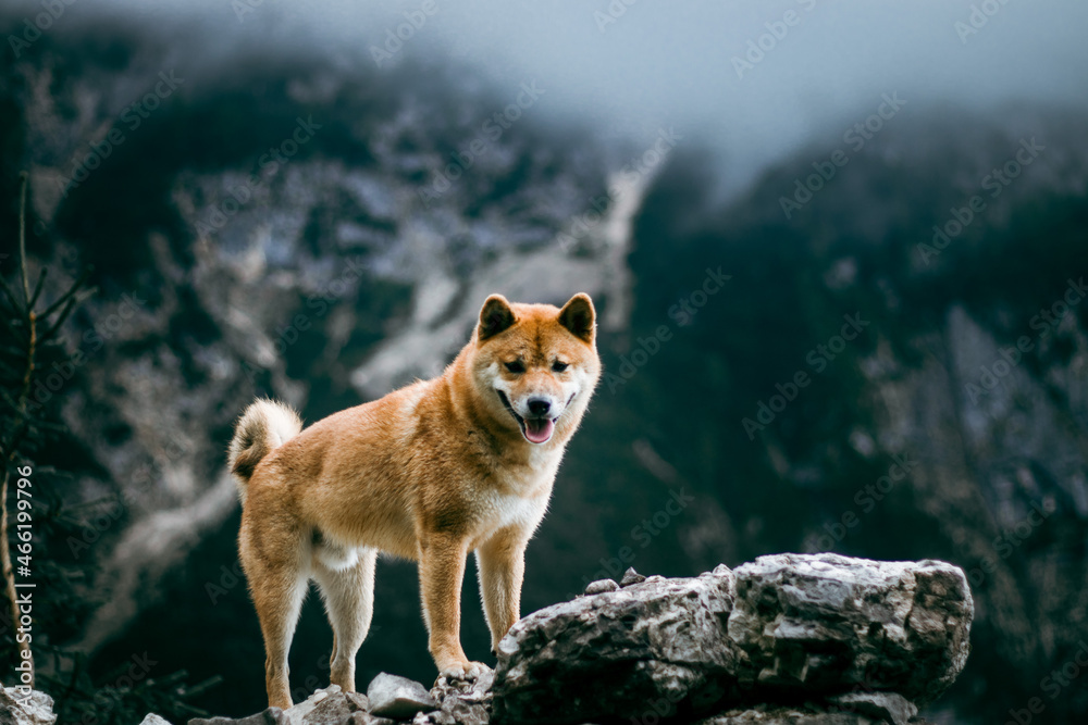 Shiba inu dog puppy in cloudy mountains. 