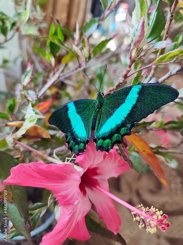 butterfly on flower