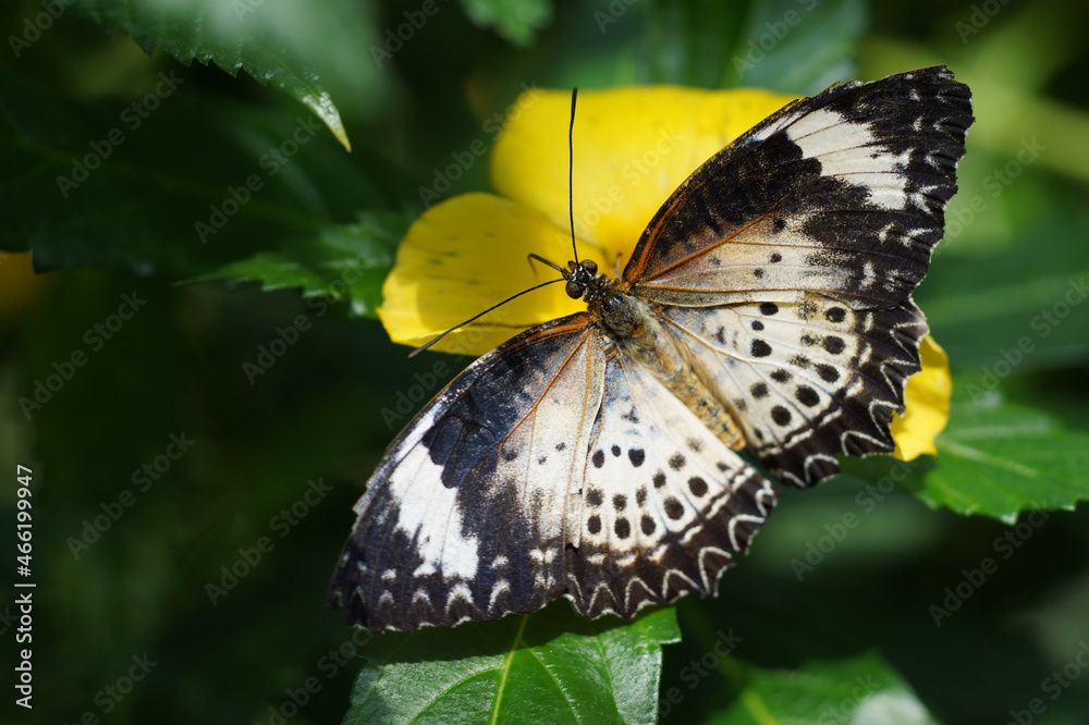Fototapeta premium weiss-schwarzer Schmetterling Insel Mainau