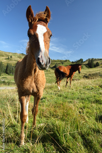 Pferdefohlen in den Bergen