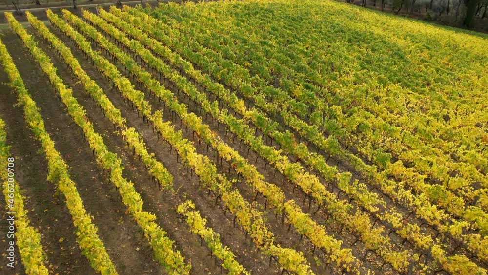 The vineyards in the heart of Chianti Classico, between Florence and Siena turn yellow in autumn season. Aerial view of yellow vineyards in Chianti area near San Casciano Val di Pesa, Italy