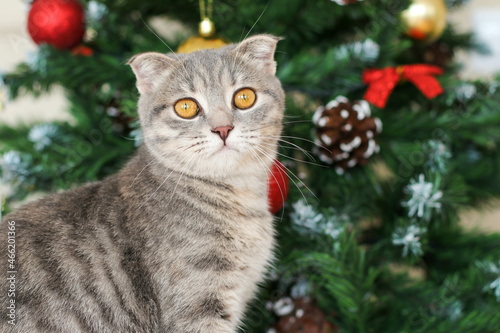Gray cat on the background of the Christmas tree. New Year's mood, animals and New Year's atmosphere
