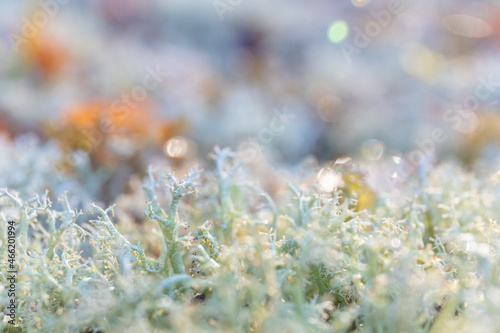 macro photography of moss in the sun