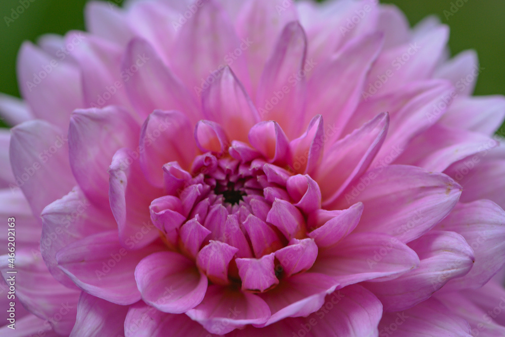 Beautiful charming pink dahlia in garden in autumn in Alps