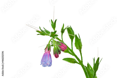 Common Comfrey (Symphytum officinale) plant isolated on a white background.