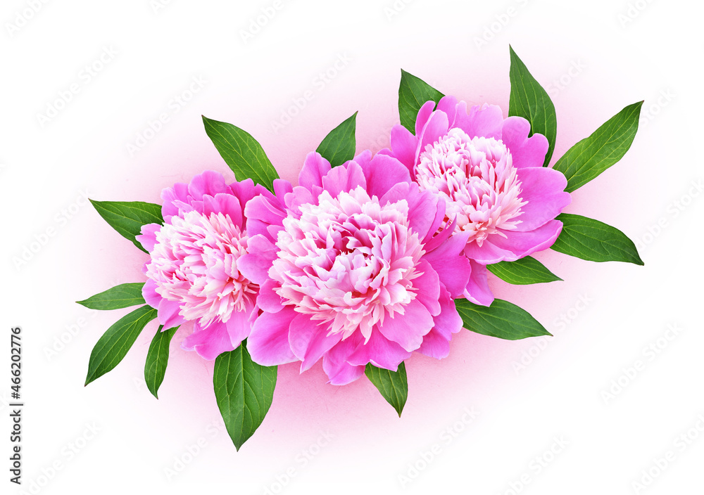Pink peony flowers in a floral arrangement Pink peony flowers in a floral arrangement