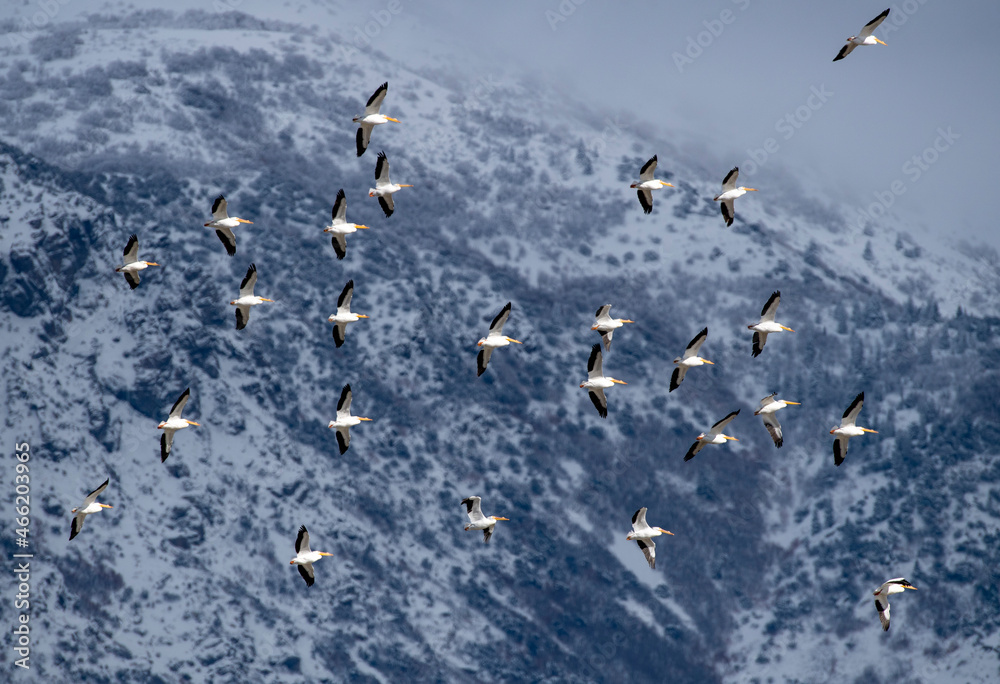 Fototapeta premium White Pelicans thermalling the Wasatch Front